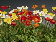 Мак голостебельный (Spring Fever)