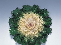 Декоративная капуста (Coral Prince F1)