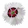Гвоздика китайская (Dianthus chinensis)