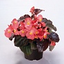 Бегония гибридная (бронзовая листва) (Begonia benariensis)