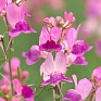 Льнянка марокканская (Linaria maroccana)