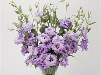 Лизиантус (Эустома) крупноцветковый (ABC F1)