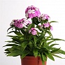 Гвоздика турецкая (Dianthus barbatus)