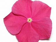 Катарантус розовый (Pacifica XP)