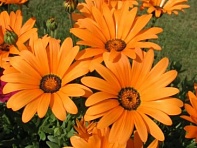 Диморфотека выемчатая (Spring Flash)