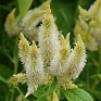 Целозия колосистая (перистая) (Celosia spicata)