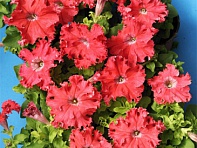 Петуния крупноцветковая (Чехия) бахромчатая (Aphrodita F1)