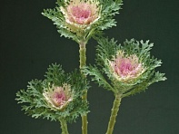 Декоративная капуста (Crane F1)