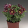 Прострел обыкновенный (Pulsatilla vulgaris)