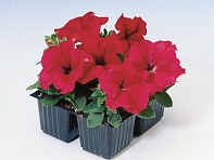 Петуния крупноцветковая (Tango F1)