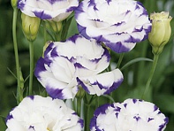 Лизиантус (Эустома) крупноцветковый (Super Magic F1)