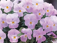 Виола рогатая (Floral Power F1)