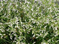 Молочай злаковидный