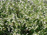 Молочай злаковидный (Glitz)