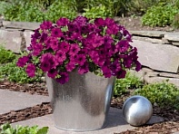 Петуния ампельная гибридная (Success! TR F1)