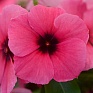 Катарантус розовый (Vinca rosea)