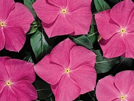 Катарантус розовый (Heatwave)