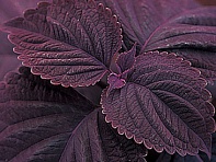 Колеус Блюме (Giant Exhibition)