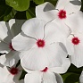 Катарантус розовый (Vinca rosea)