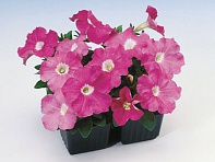 Петуния многоцветковая (Lambada F1)