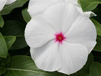 Катарантус розовый (Cobra F1)