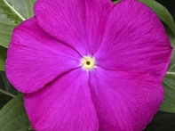 Катарантус розовый