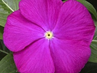 Катарантус розовый (SunStorm F1)