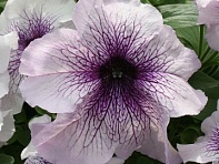 Петуния крупноцветковая (Prism F1)