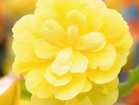 Бегония клубневая махровая ампельная (Illumination F1)