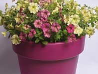 Петуния многоцветковая (Чехия) (Zora F1)