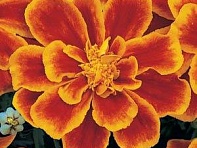 Бархатцы отклоненные (Durango) Бархатцы отклоненные (Durango)