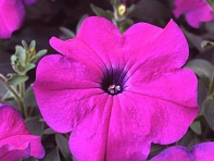 Петуния многоцветковая (Lambada F1)