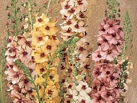 Коровяк гибридный (Southern Charm)