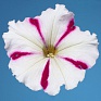 Петуния многоцветковая (Petunia multiflora)