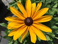 Рудбекия волосистая (Cheyenne)