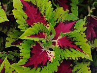 Колеус гибридный (Kong Jr.)