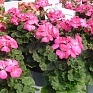 Герань (пеларгония садовая) (Pelargonium x hortorum)