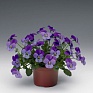 Виола рогатая (Viola cornuta)