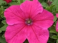 Петуния крупноцветковая (Prism F1)