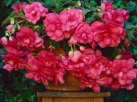 Бегония клубневая махровая ампельная (Sun Dancer F1)