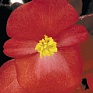 Бегония вечноцветущая (бронзовая листва) (Begonia semperflorens)