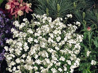 Незабудка лесная