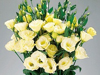 Лизиантус (Эустома) крупноцветковый (Advantage F1)