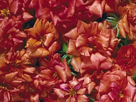 Портулак крупноцветковый (Stopwatch F1) Портулак крупноцветковый (Stopwatch F1)