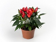 Перец летний (Mambo)