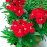 Гвоздика гибридная (Dianthus interspecific)