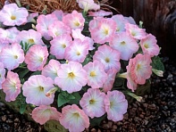 Петуния ампельная гибридная (Trilogy F1)