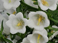 Колокольчик средний (Campana)