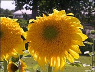 Подсолнечник летний (Double Delight F1)