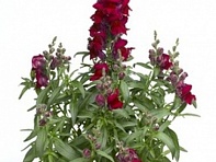 Львиный зев (Антирринум) большой (Snaptastic F1)